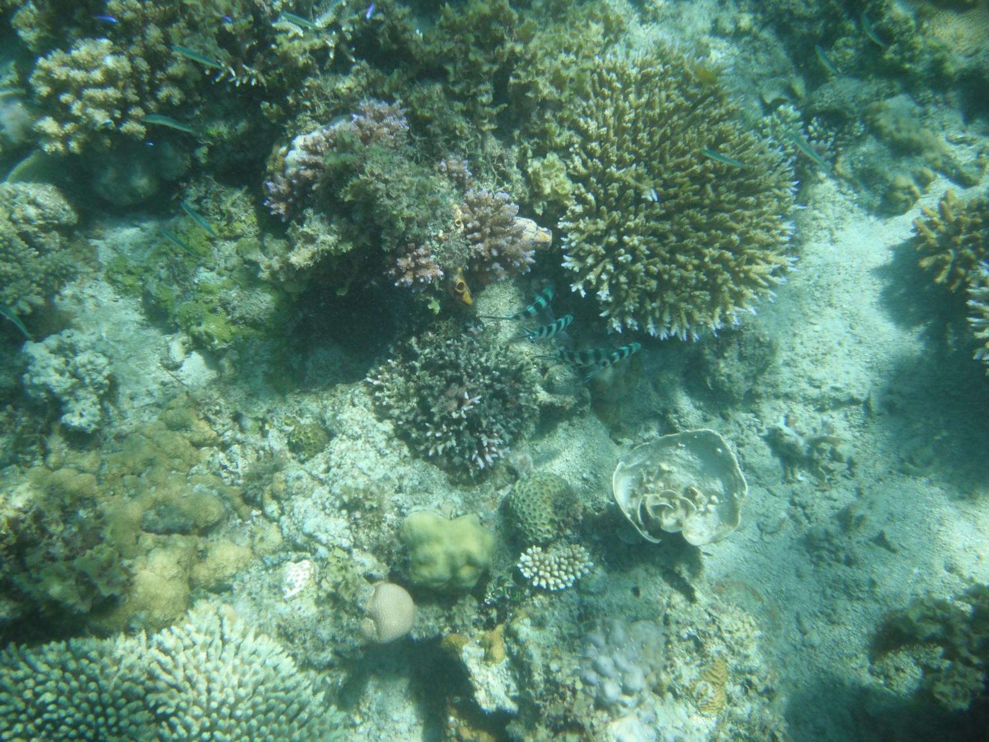 Playa Encantada Beach Resort El Nido Quarto foto